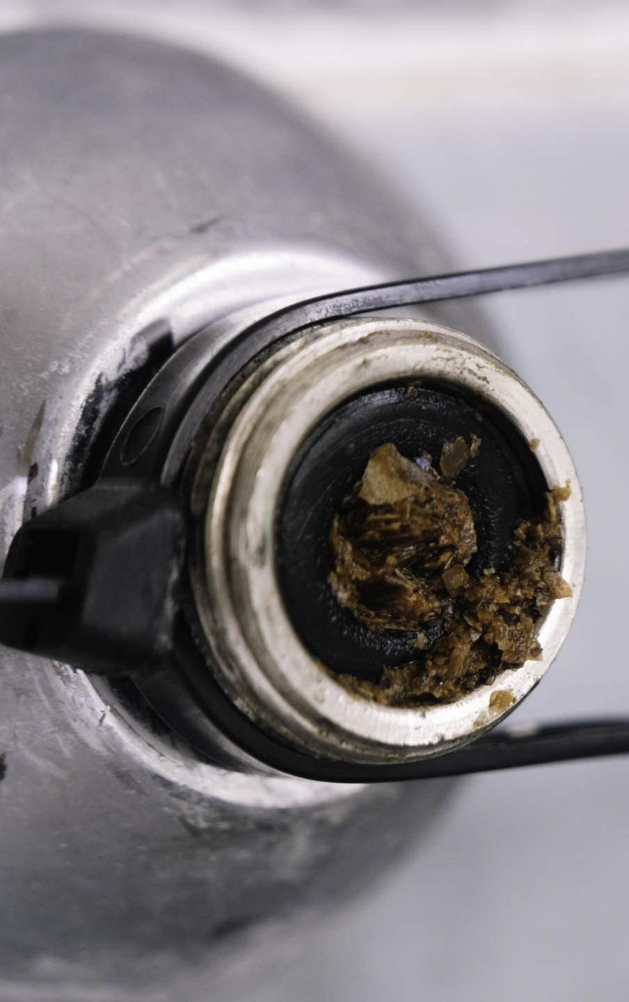 Tree Root Infiltration of Sewer Lines: Something All Homeowners in Neosho, Missouri, Should Know